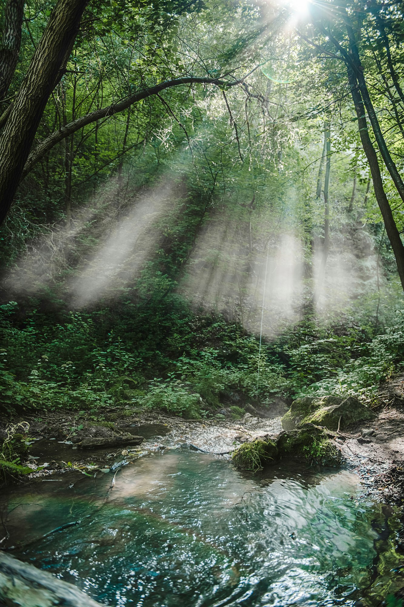 Sun rays between tall green trees with morning fog above water pond. Natural summer scenery
